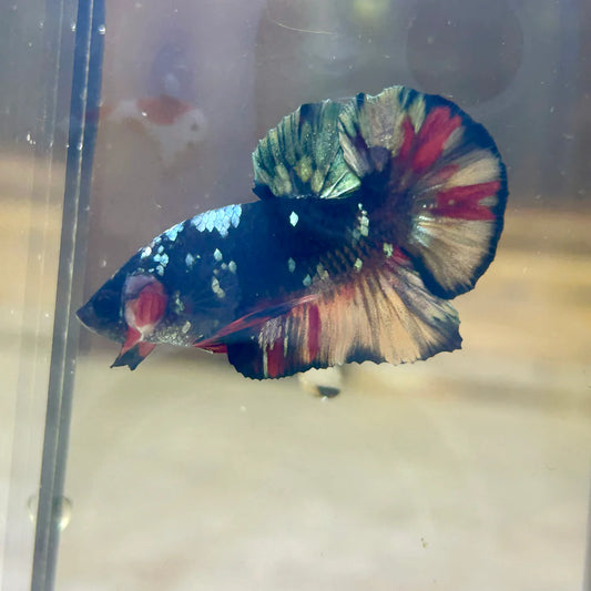 Copper Avarta Plakat - Male Betta 105
