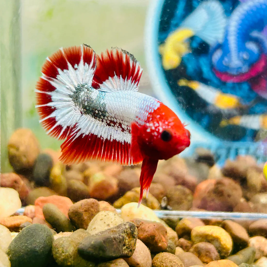 Red Fancy Copper FCCP - Male Betta 079