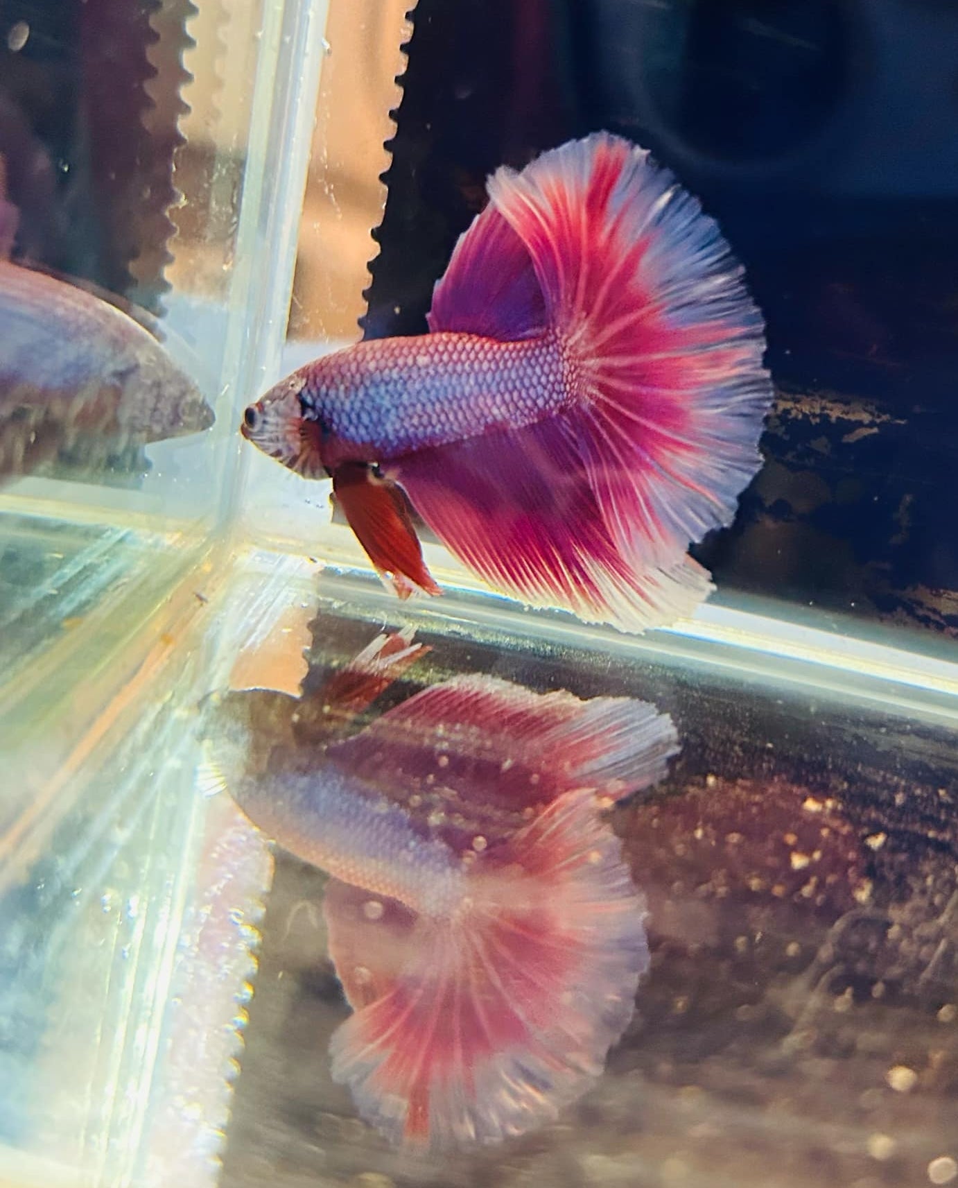 Betta Purple Halfmoon - Male