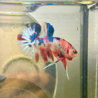 Metallic Multicolor Plakat - Male Betta 152