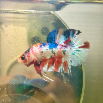 Metallic Multicolor Plakat - Male Betta 152