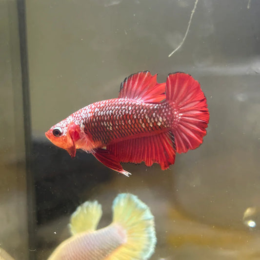 Red Samurai Plakat - Male betta 102