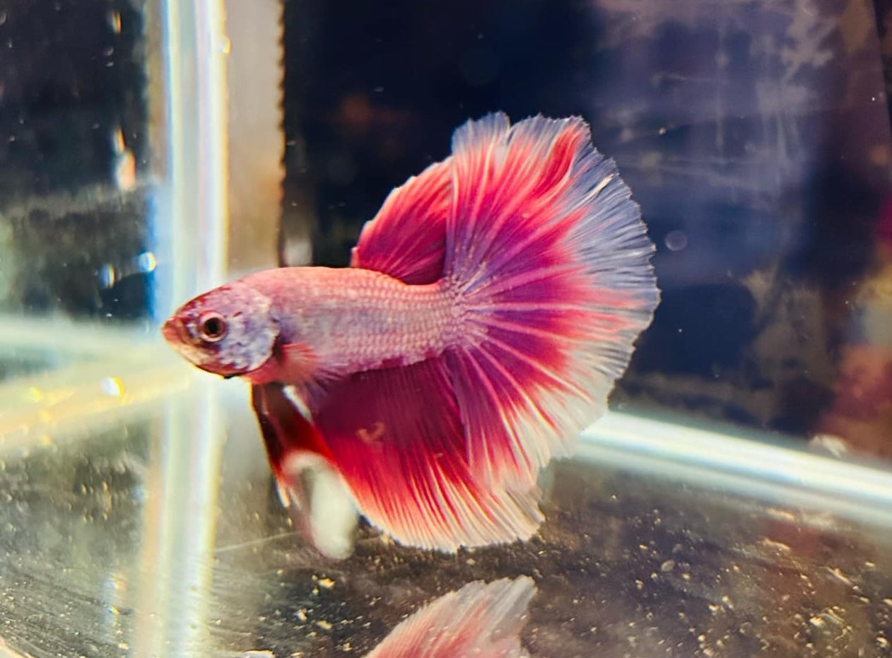 Betta Purple Halfmoon - Male