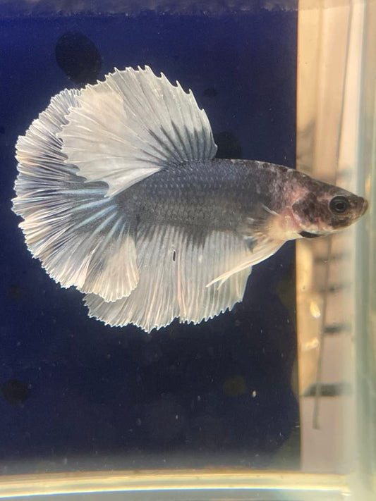 White Grey Halfmoon Feather Tail