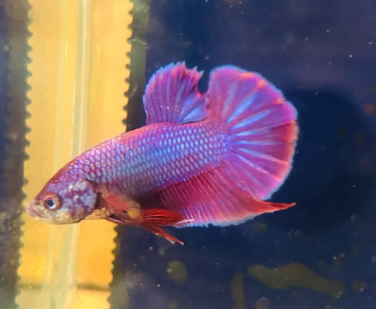 Purple Plakat - Male