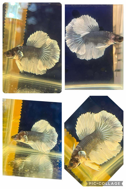 White Grey Halfmoon Feather Tail