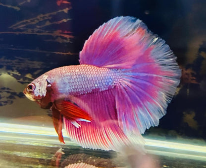 Betta Purple Halfmoon - Male