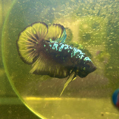 Avarta Yellow Copper Plakat - Male betta 057