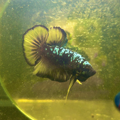 Avarta Yellow Copper Plakat - Male betta 057
