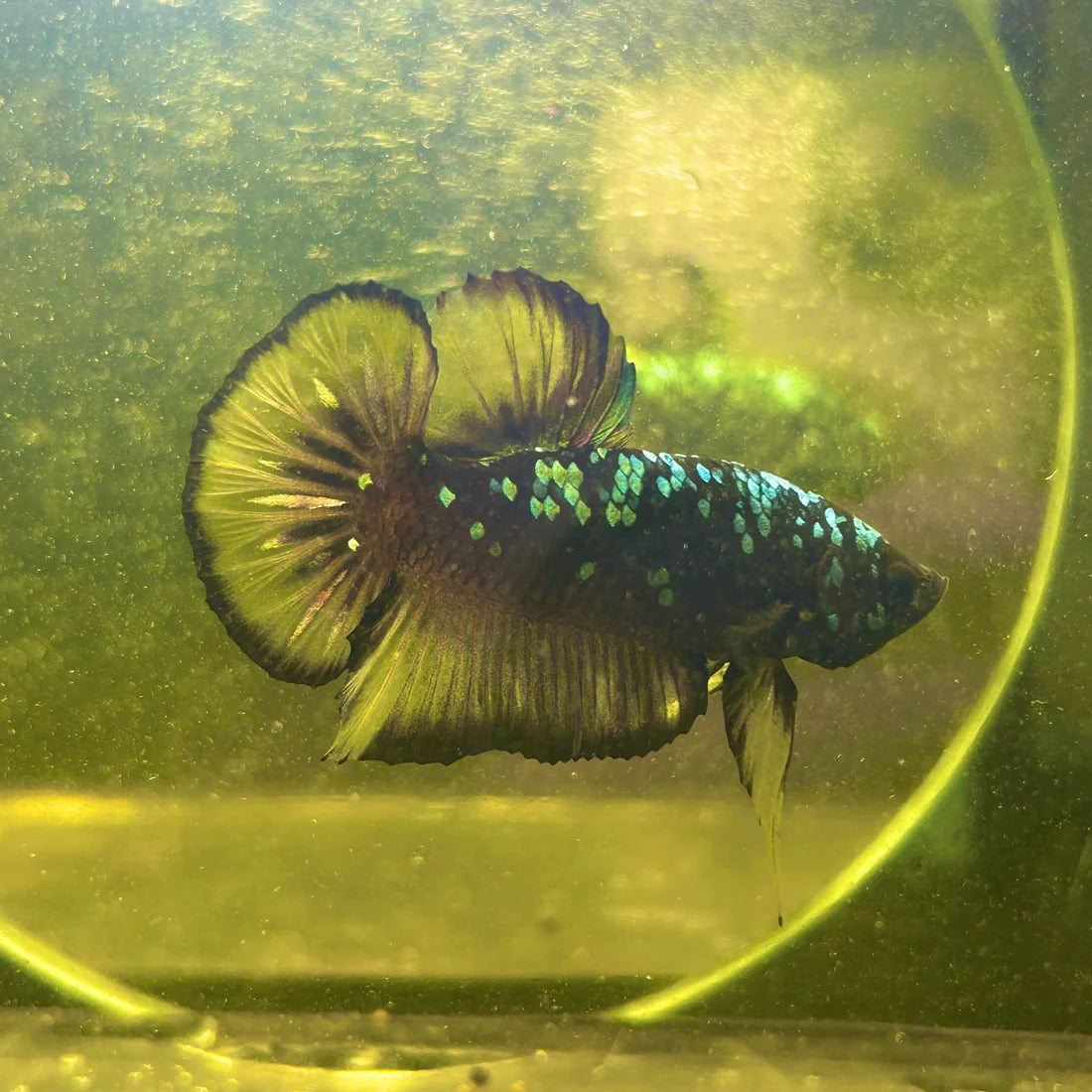 Avarta Yellow Copper Plakat - Male betta 057