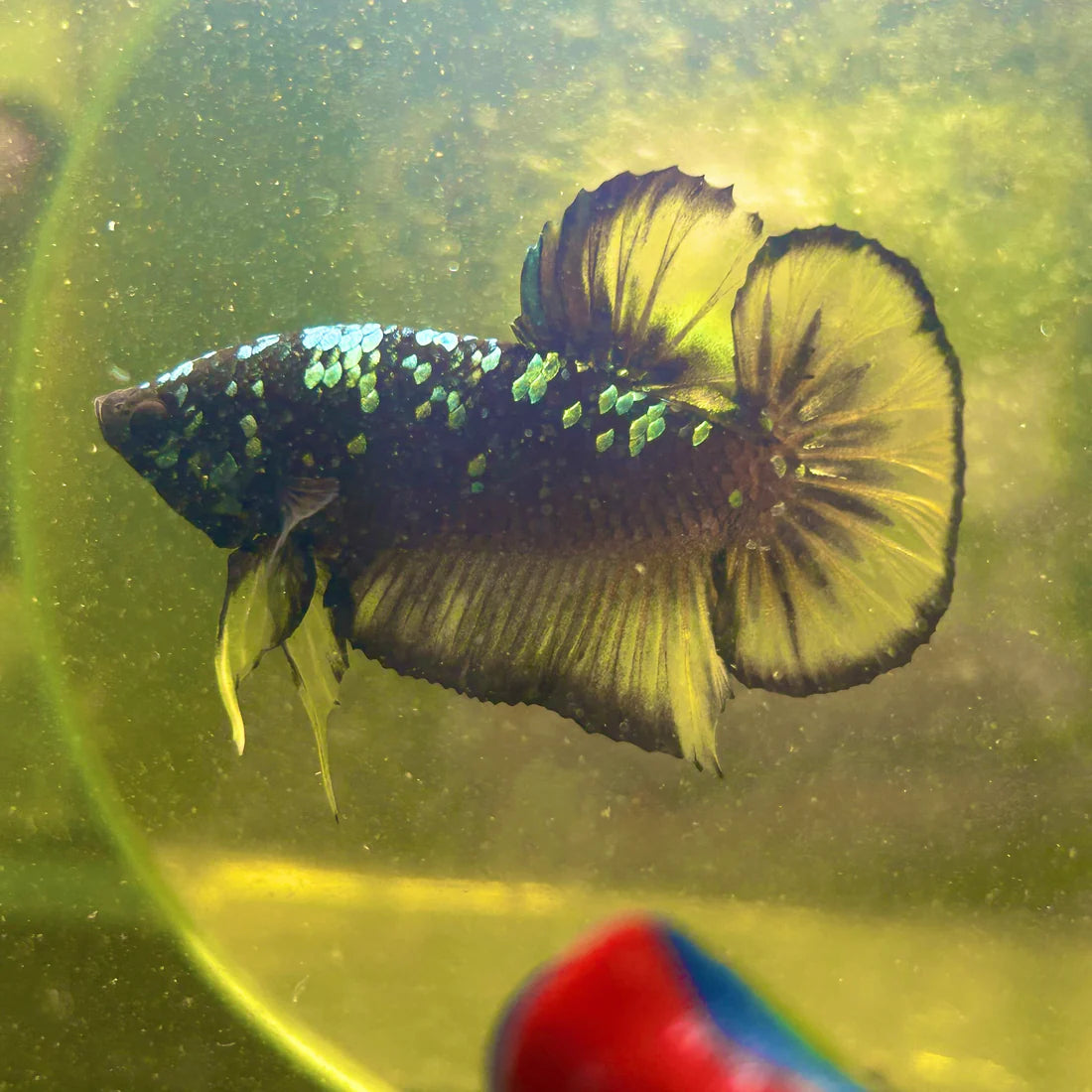 Avarta Yellow Copper Plakat - Male betta 057