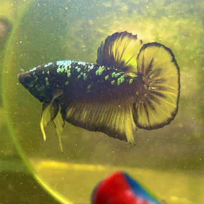 Avarta Yellow Copper Plakat - Male betta 057