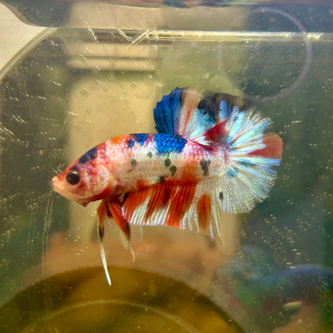 Metallic Multicolor Plakat - Male Betta 152