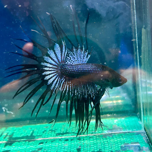 Black Orchid King Crowntail - Male Betta