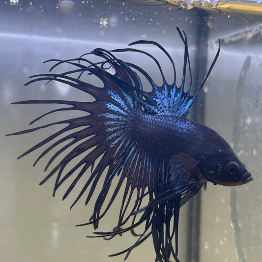 Black Orchid Crowntail - Male Betta 127