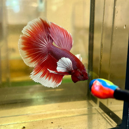 Dumbo Lavender Halfmoon - Male Betta