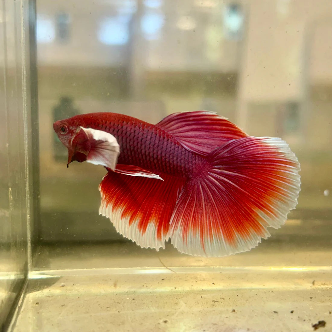 Dumbo Lavender Halfmoon - Male Betta