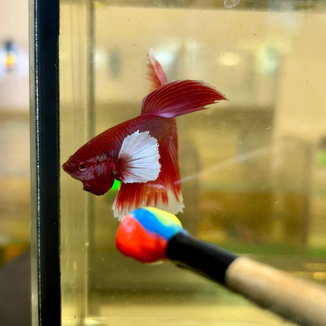 Dumbo Lavender Halfmoon - Male Betta