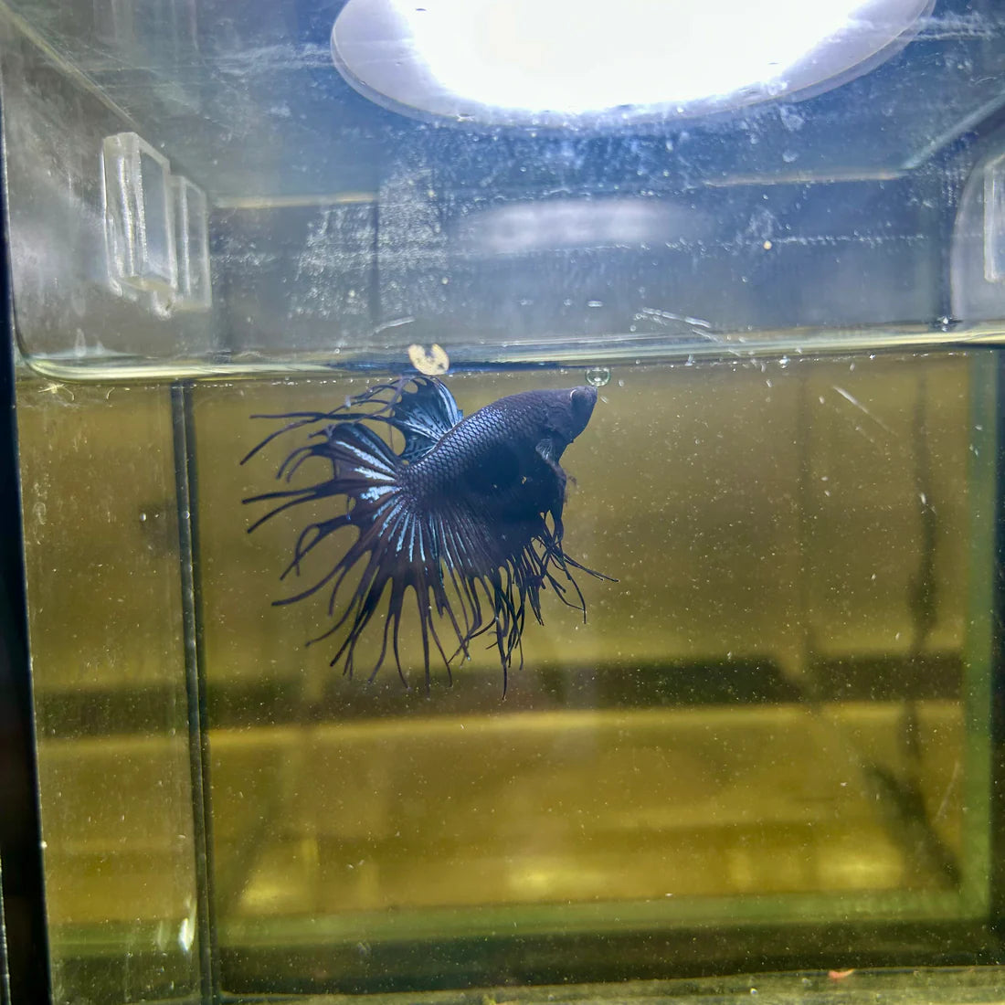 Black Orchid Crowntail - Male Betta 065