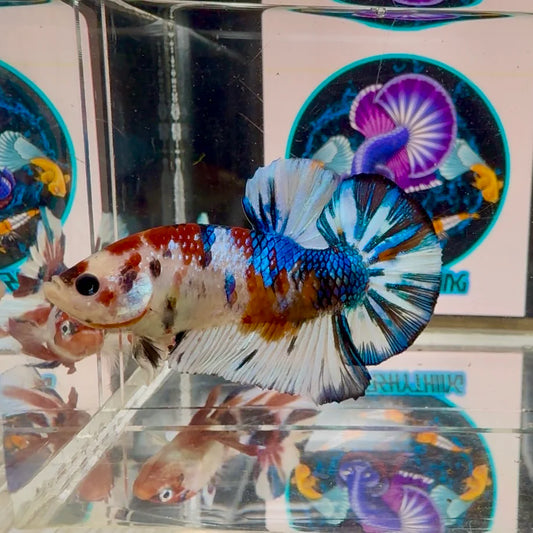[Rare]AOC Multicolor - Male Betta A60
