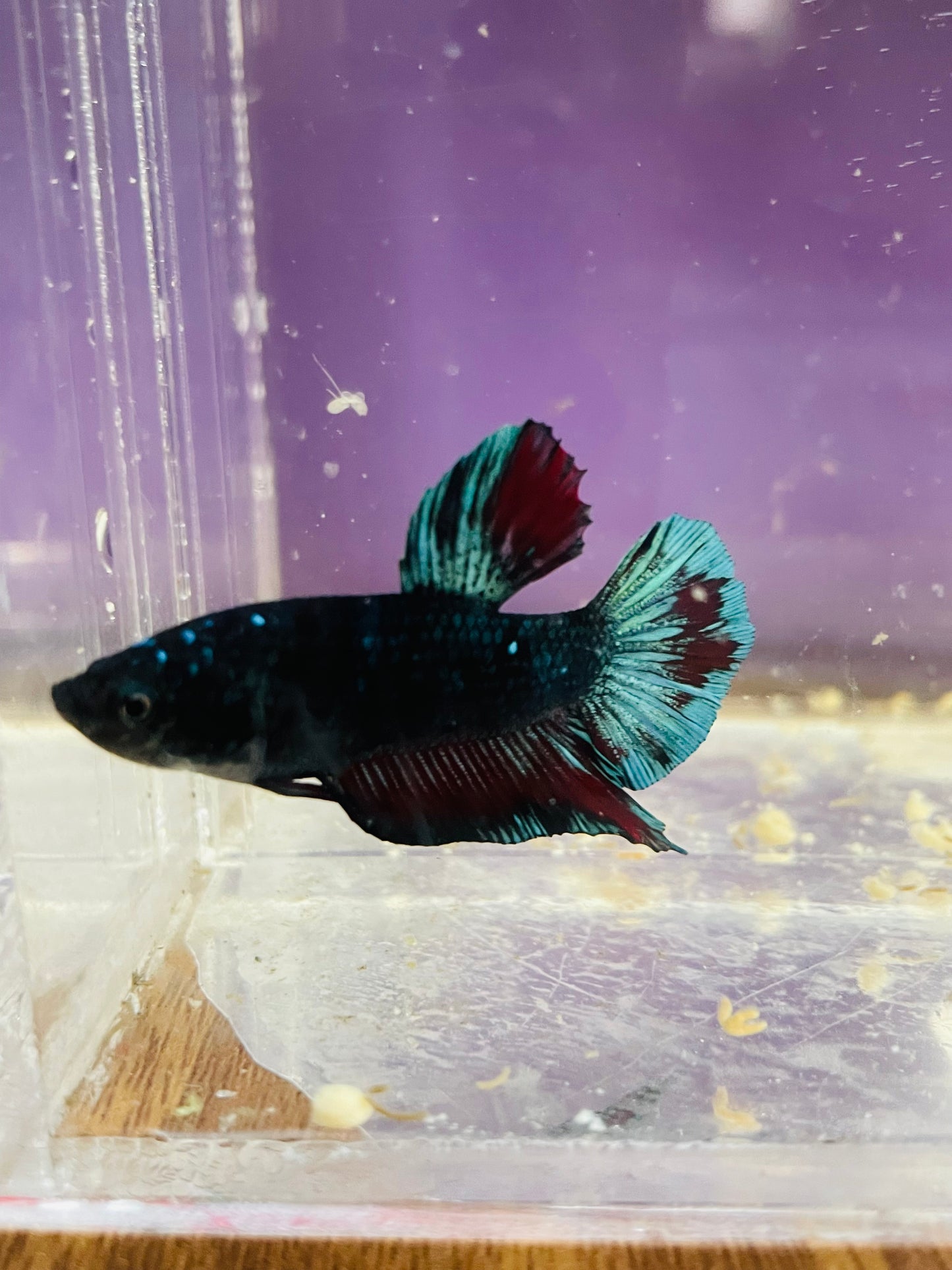 Betta Avarta Nebula Plakat - Male