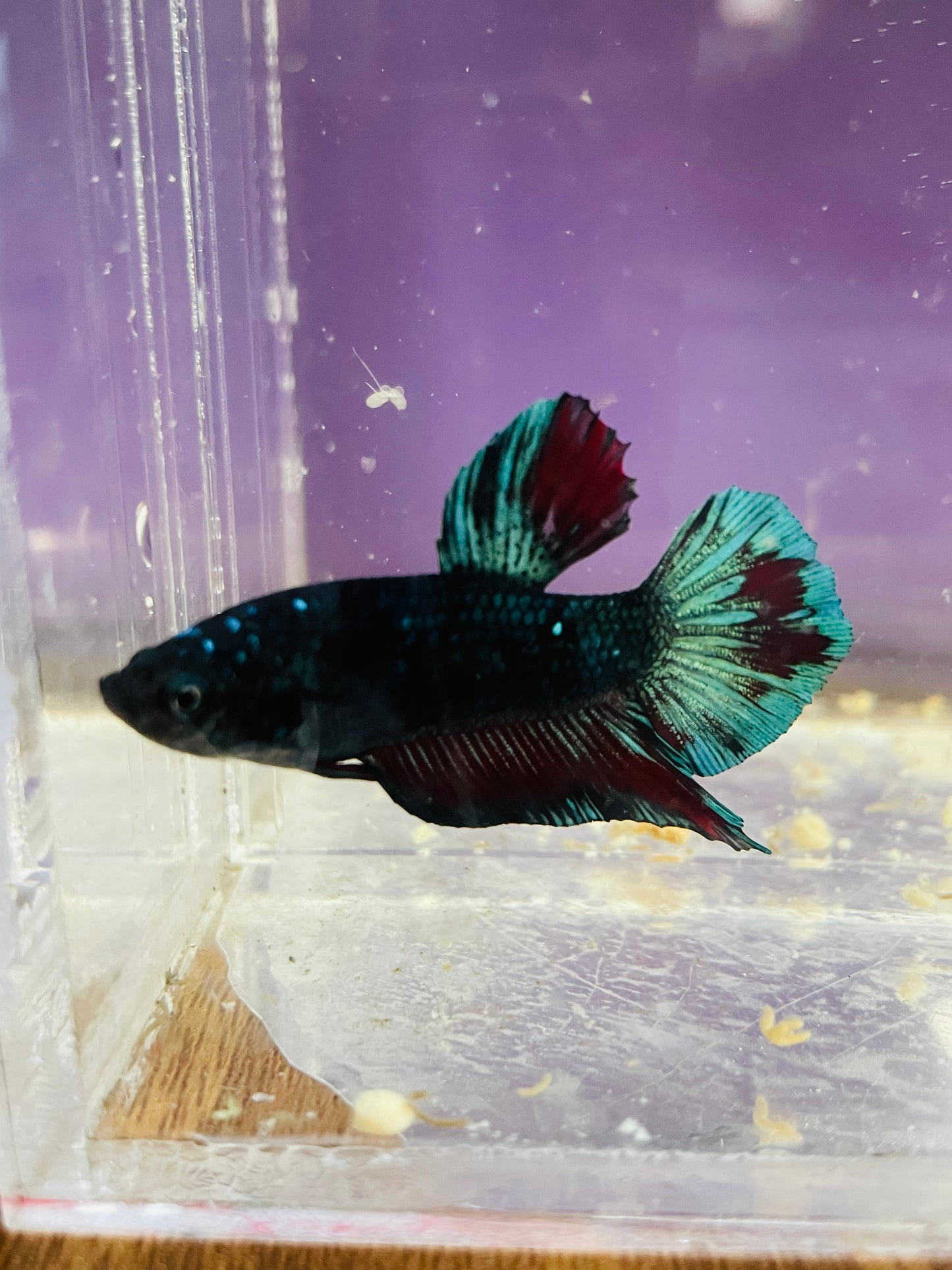 Betta Avarta Nebula Plakat - Male