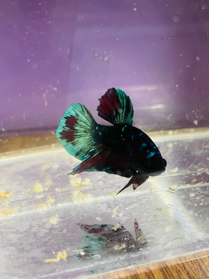 Betta Avarta Nebula Plakat - Male