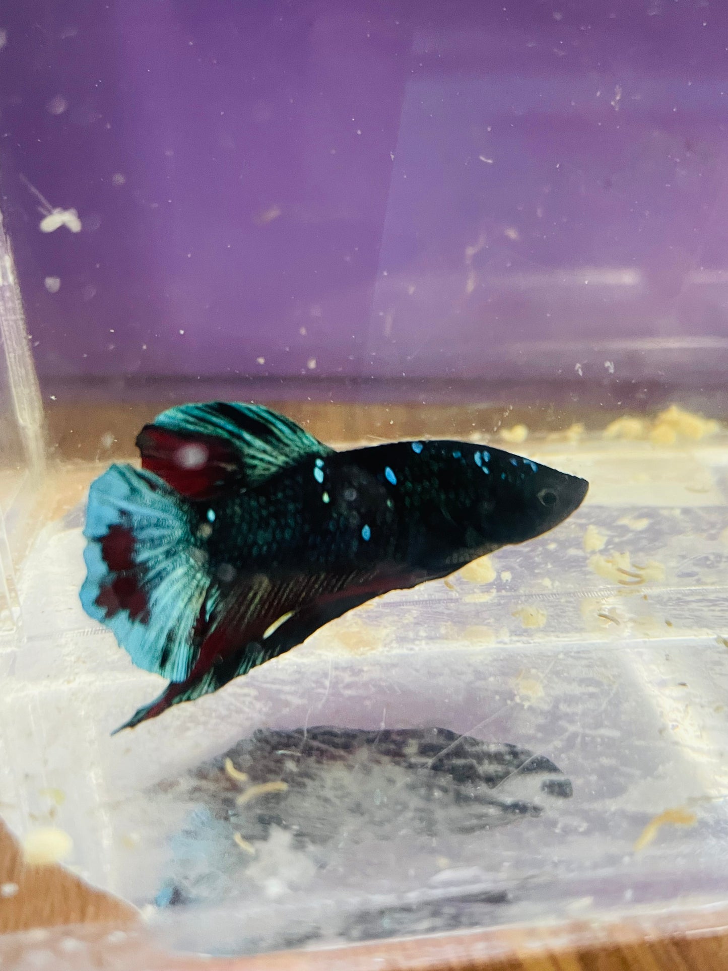 Betta Avarta Nebula Plakat - Male