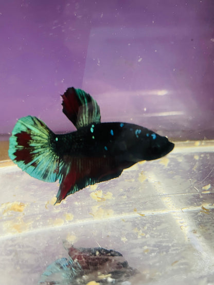 Betta Avarta Nebula Plakat - Male