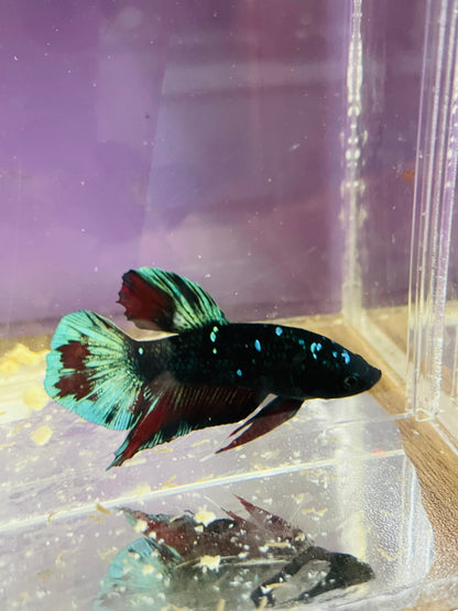 Betta Avarta Nebula Plakat - Male