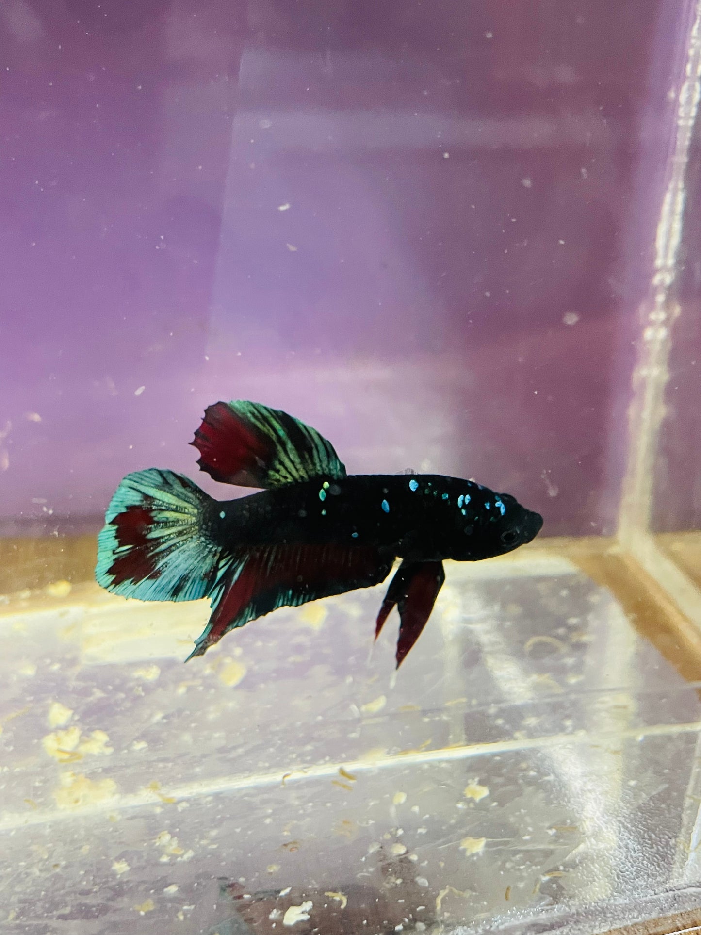 Betta Avarta Nebula Plakat - Male