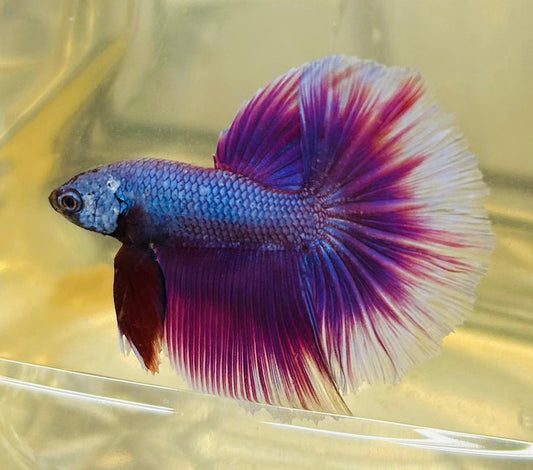 Purple Pink Over Halfmoon Male