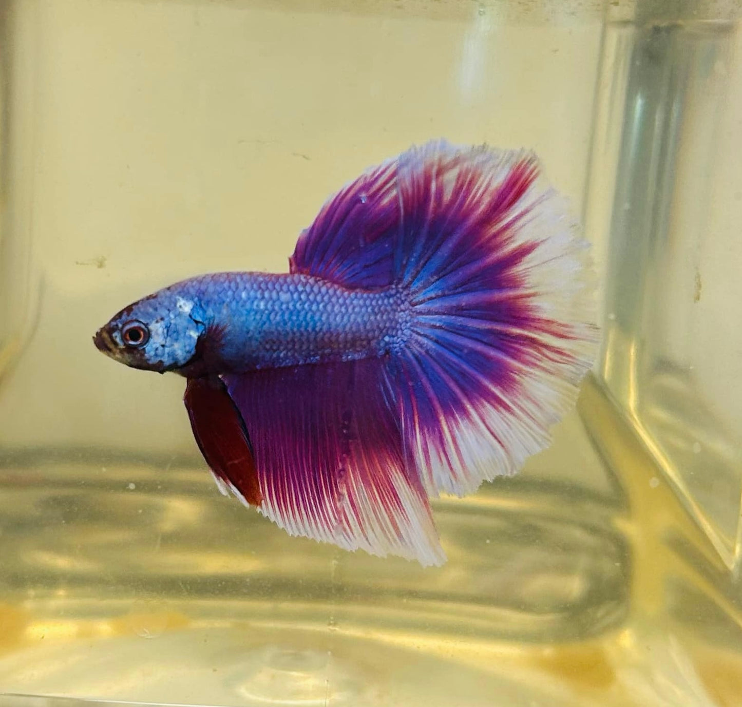 Purple Pink Over Halfmoon Male