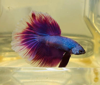 Purple Pink Over Halfmoon Male