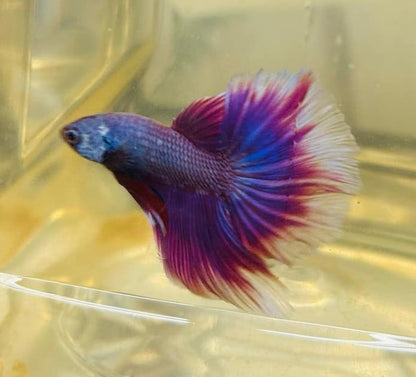 Purple Pink Over Halfmoon Male