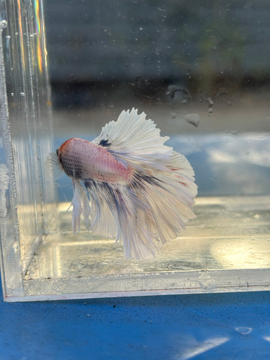 Halfmoon Feather Tail Marble Male