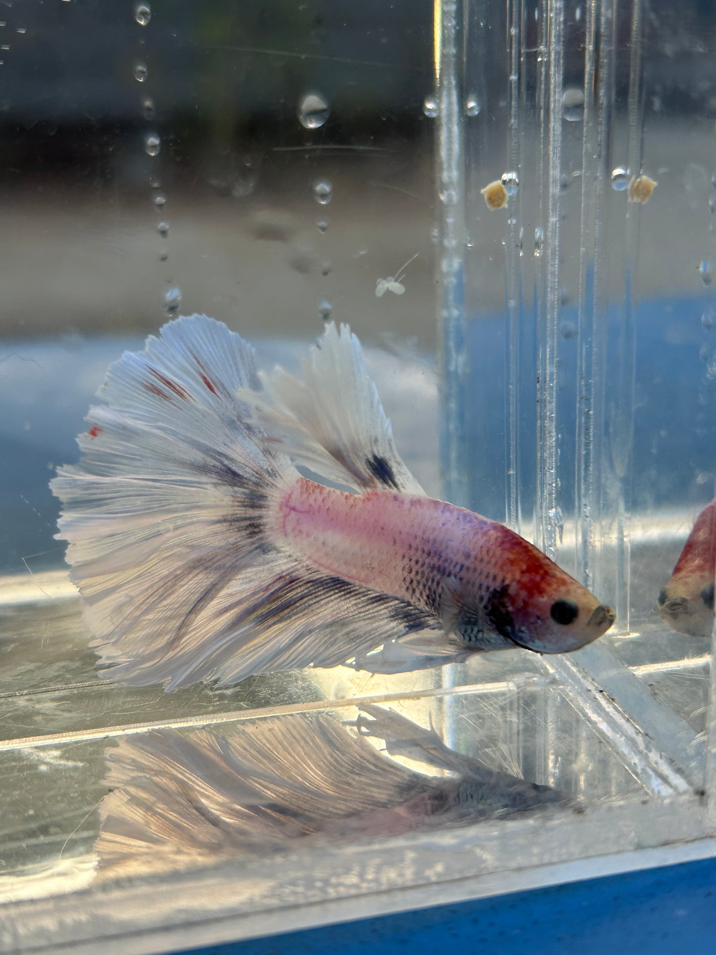 Halfmoon Feather Tail Marble Male