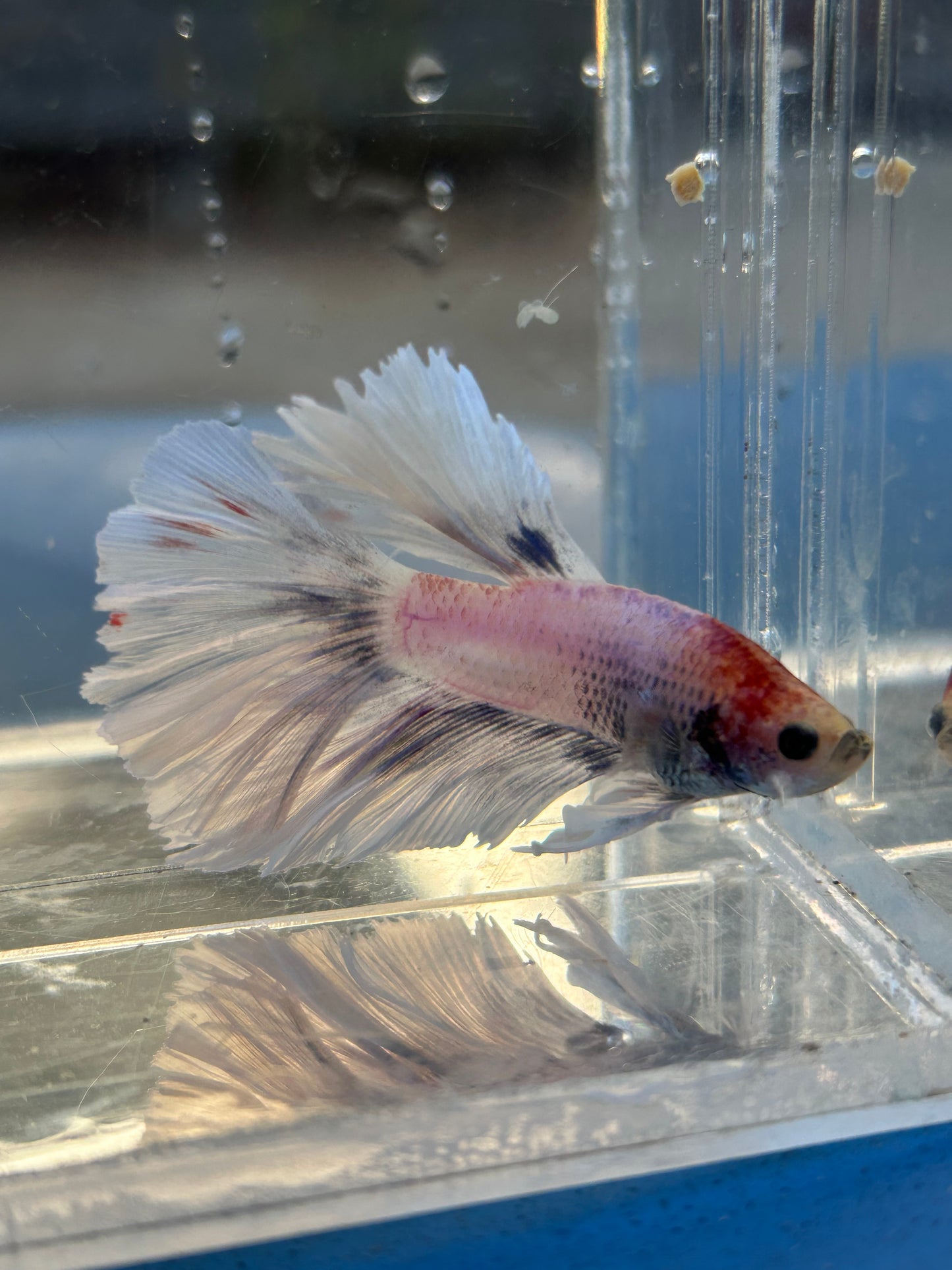 Halfmoon Feather Tail Marble Male