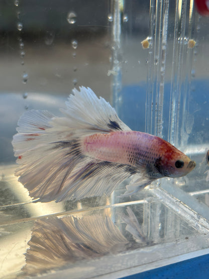 Halfmoon Feather Tail Marble Male