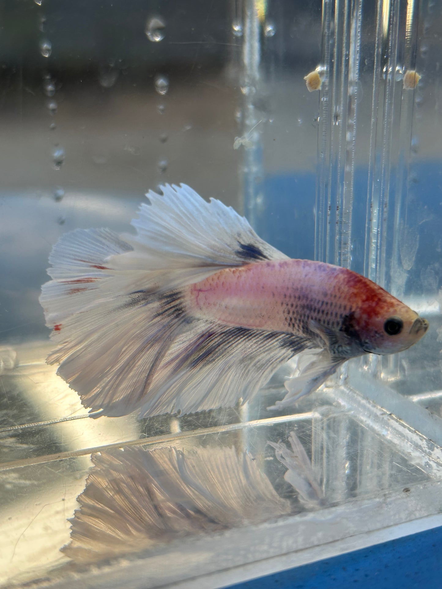 Halfmoon Feather Tail Marble Male