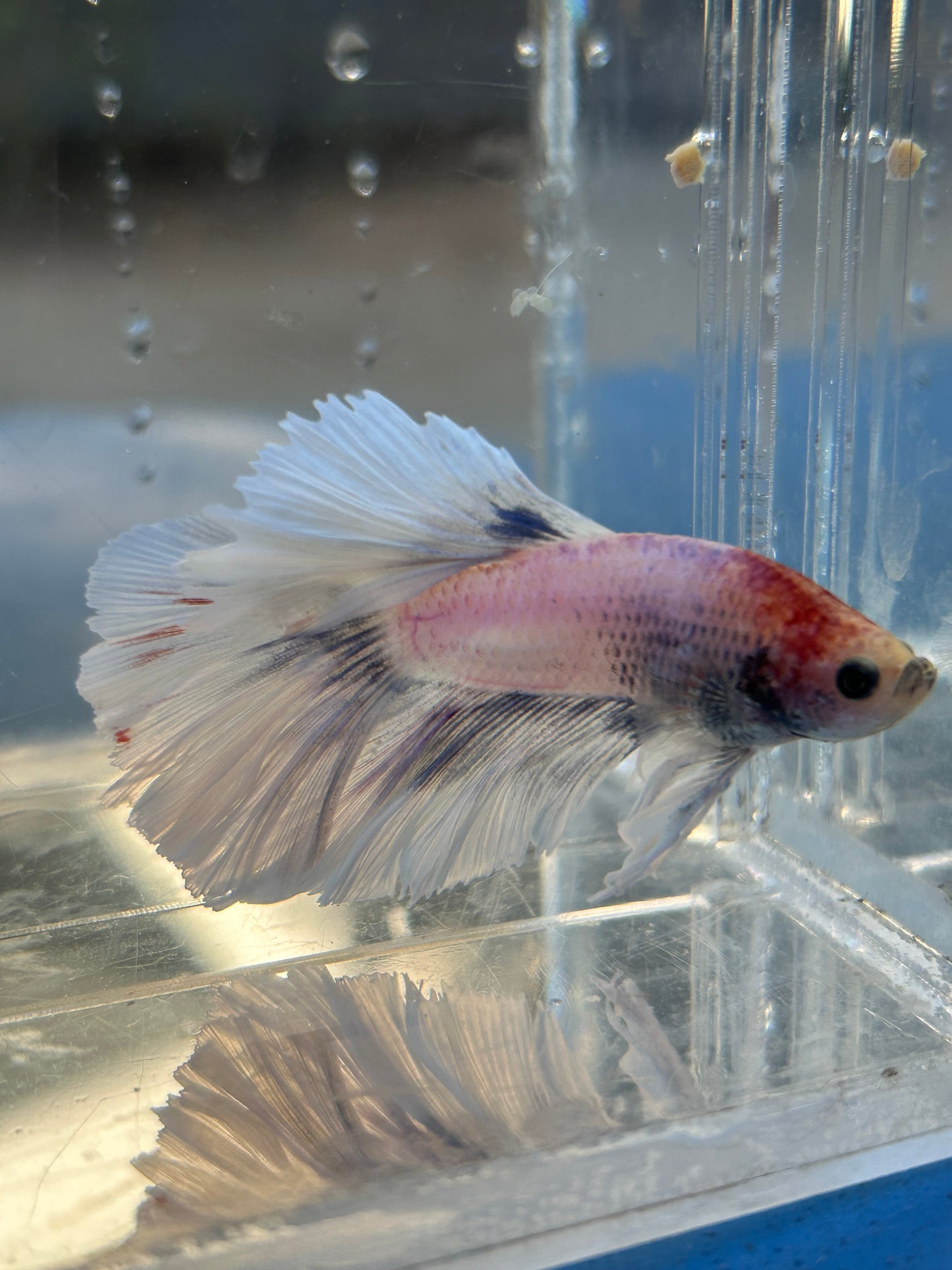 Halfmoon Feather Tail Marble Male