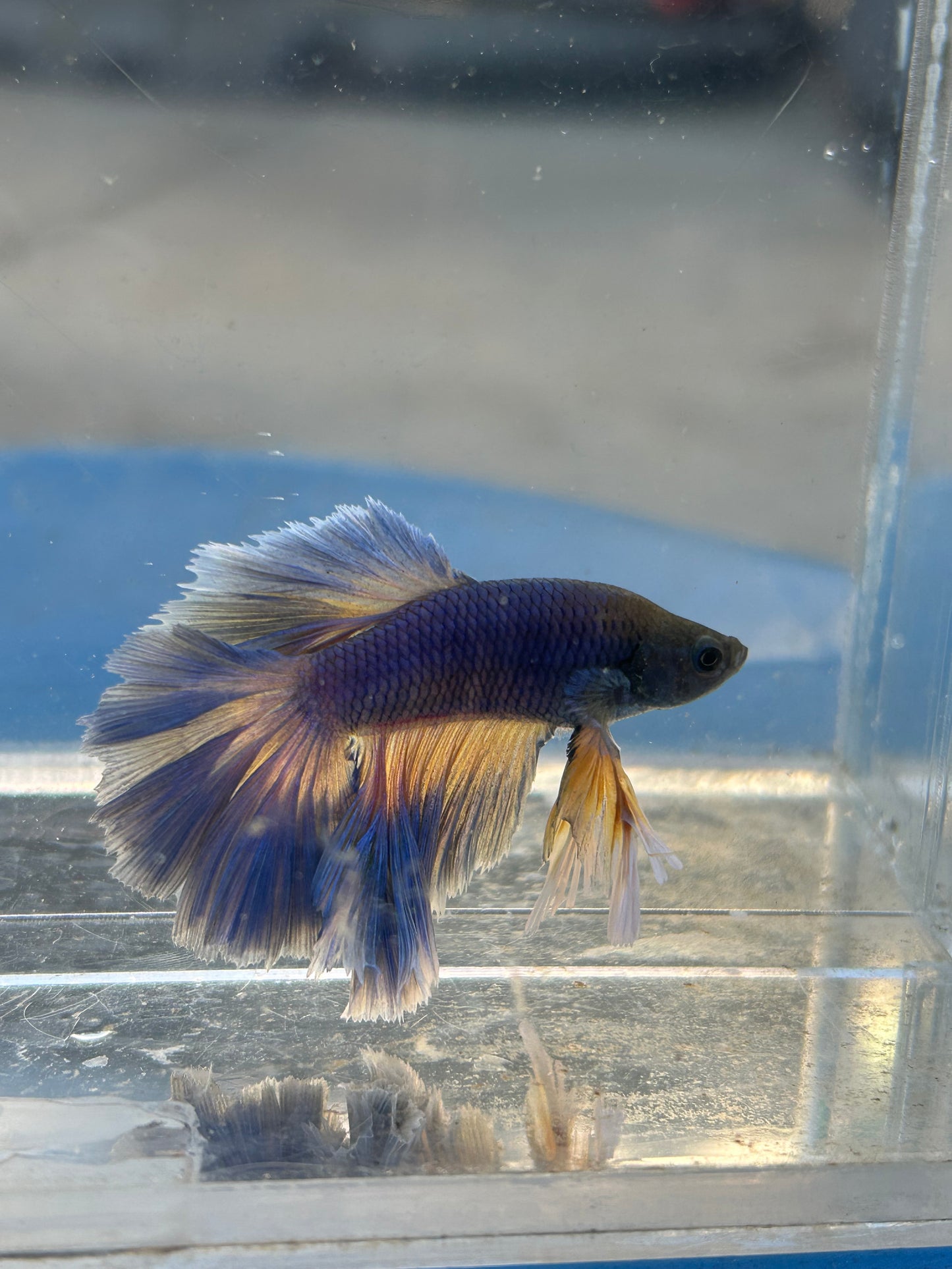 Blue Halfmoon Feather Tail Male