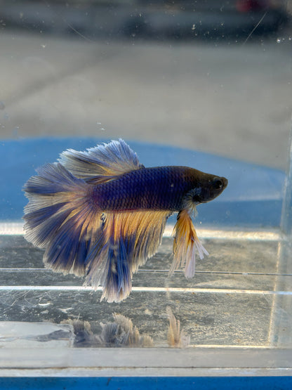 Blue Halfmoon Feather Tail Male