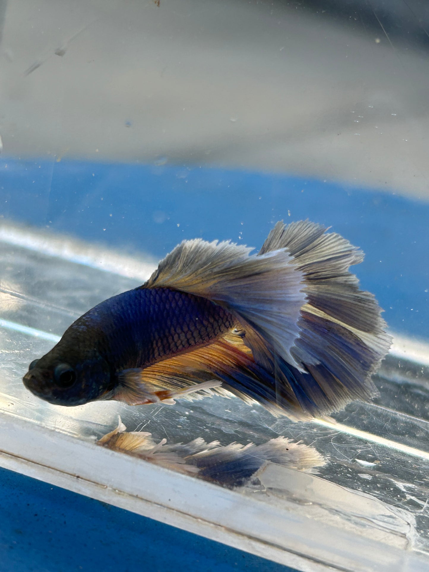 Blue Halfmoon Feather Tail Male