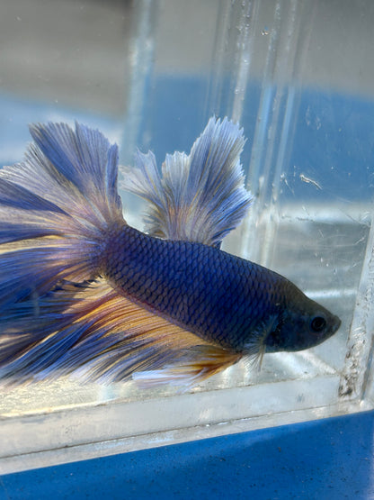 Blue Halfmoon Feather Tail Male