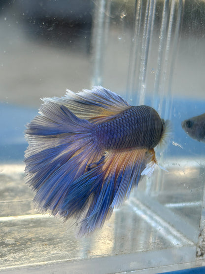 Blue Halfmoon Feather Tail Male