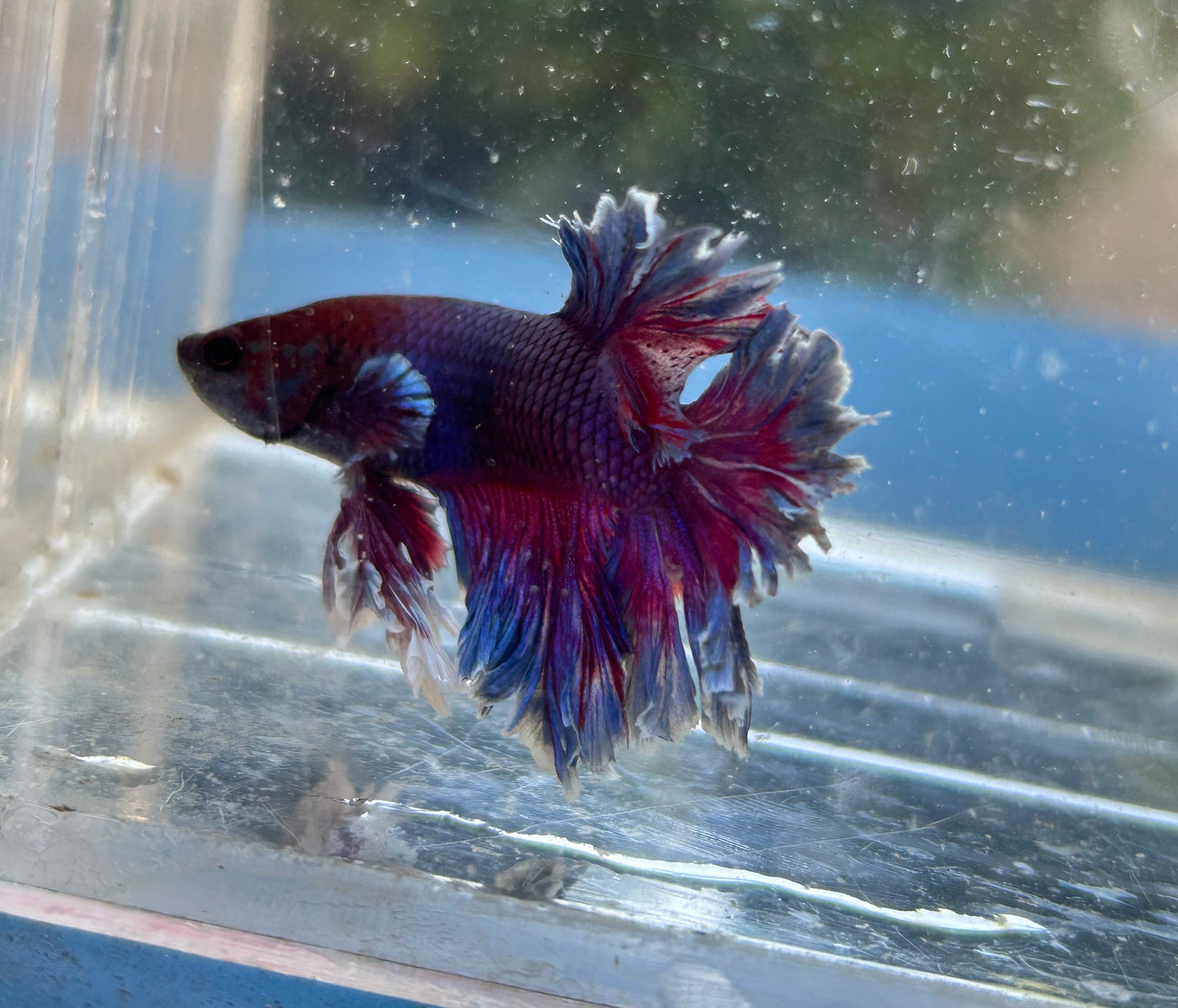 Blue Sunset King Rosetail Male