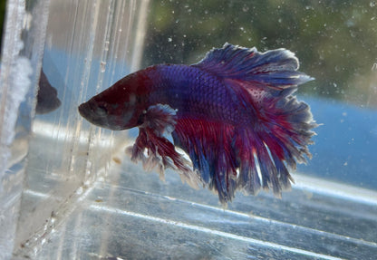 Blue Sunset King Rosetail Male