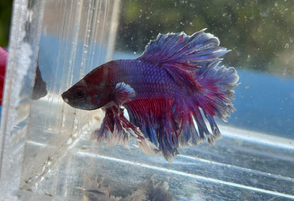 Blue Sunset King Rosetail Male