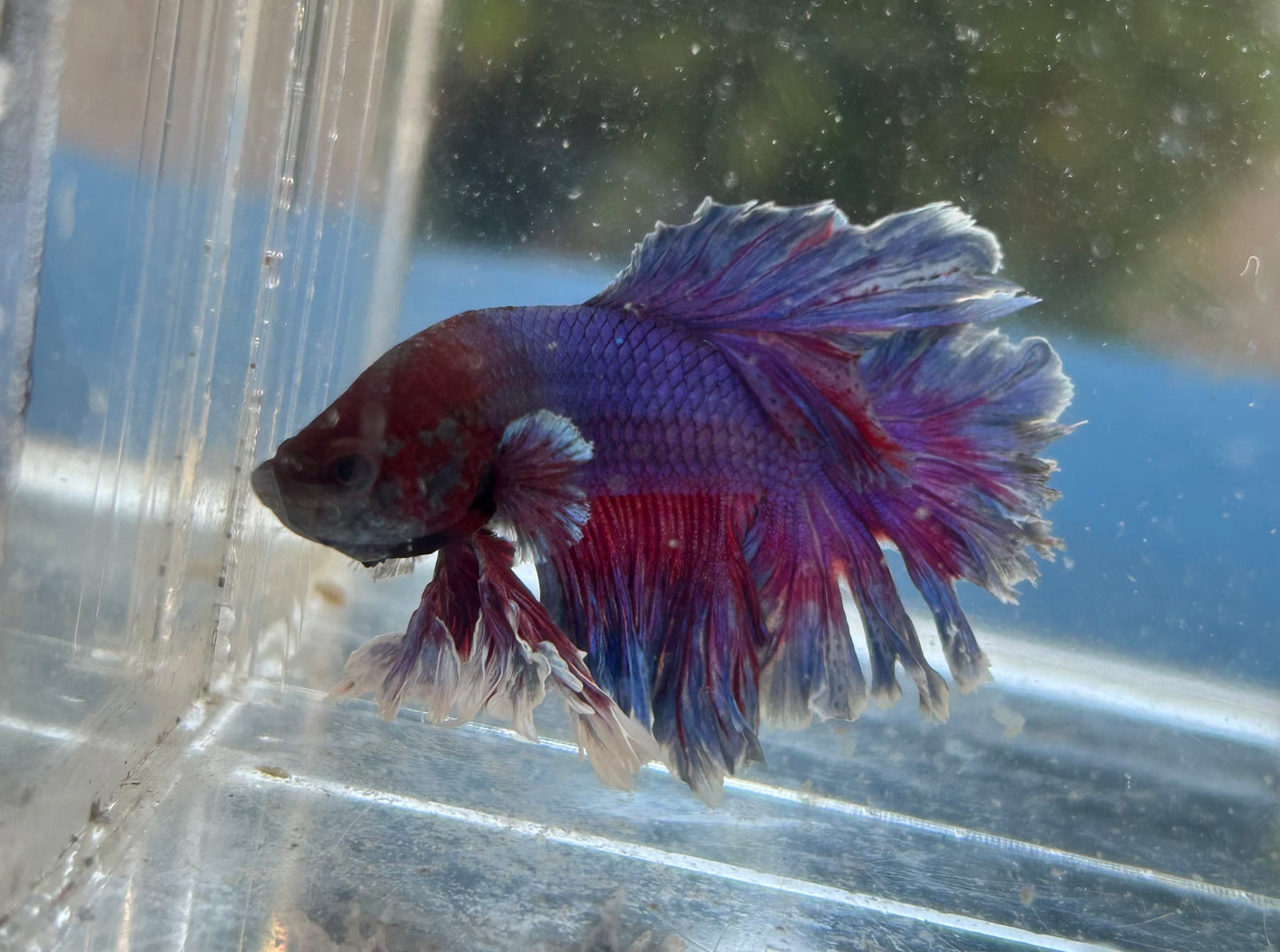 Blue Sunset King Rosetail Male